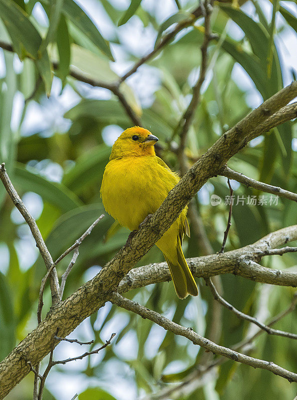 番红花雀(Sicalis flaveola)是一种来自南美洲的tanager，在亚马逊盆地以外的低地的开放和半开放地区很常见。它还被引进到夏威夷、波多黎各和其他地方。夏威夷火山国家公园，夏威夷